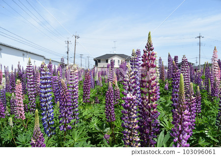 blue sky and lupine 103096061