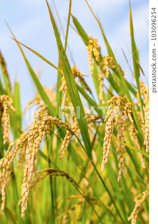 Rice field Rice field 103096254