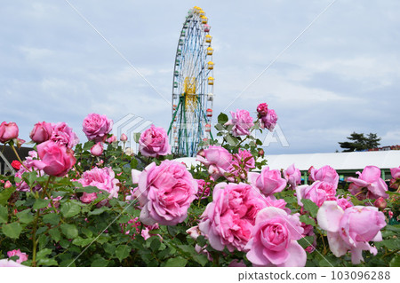 roses and ferris wheel roses and ferris wheel 103096288