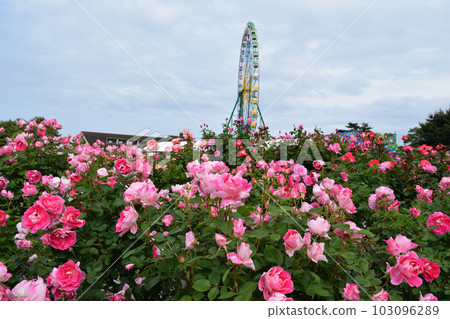 玫瑰和摩天輪 103096289