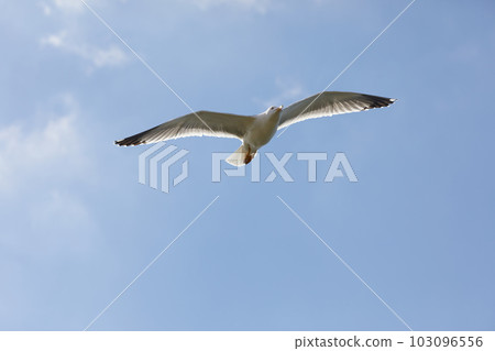 Seagull flying in clear sky at summer day Seagull flying in clear sky at summer day 103096556