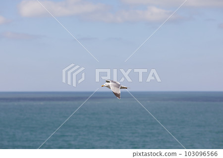 Seagull flying in clear sky at summer day 103096566