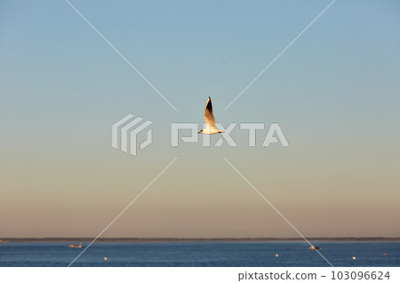 White bird flying blue sky a sunny day White bird flying blue sky a sunny day 103096624