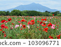 Kogi河Fureai公園的罌粟 103096771