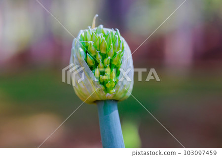 Agriculture of blooming spring flowering onions in garden growing them. Agriculture of blooming spring flowering onions in garden growing them. 103097459