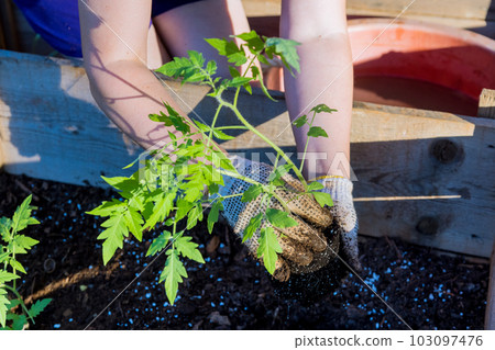 In organic garden, young farmers plant tomatoes seedlings by hand. 103097476