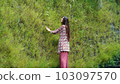 a hedge, a sporty woman walking through a large green garden with trimmed bushes and ivy on the wall in the golden rays of the bright sun of the sun 103097570