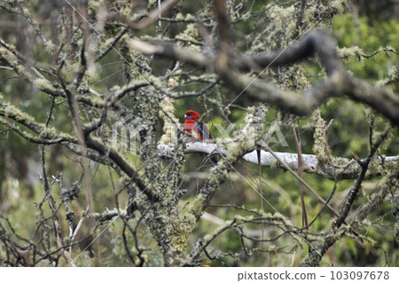 A brightly coloured crimson rosella parrot framed by tree branches A brightly coloured crimson rosella parrot framed by tree branches 103097678