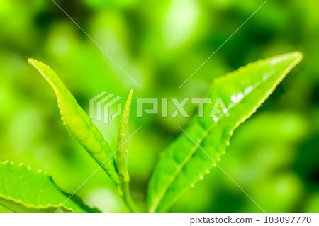 新的綠茶葉特寫 新的綠茶葉特寫 103097770