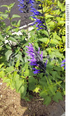 紫色丹參 garanitica 花 紫色丹參 garanitica 花 103097771