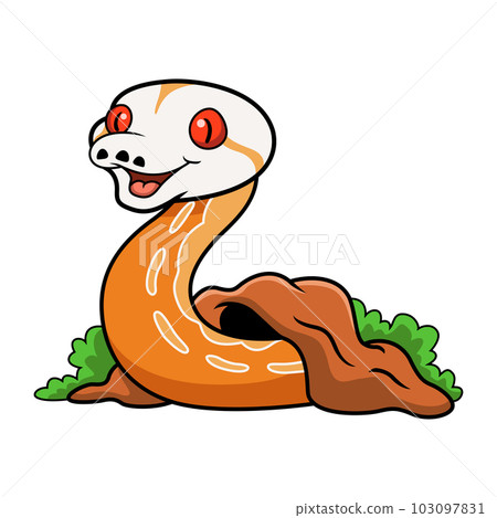 Cute albino sunfire tiger het genetic stripe reticulated python out from hole 103097831