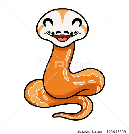 Cute albino sunfire tiger het genetic stripe reticulated python 103097839