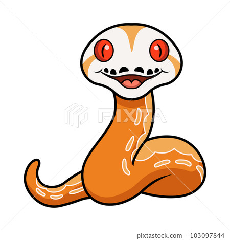 Cute albino sunfire tiger het genetic stripe reticulated python Cute albino sunfire tiger het genetic stripe reticulated python 103097844