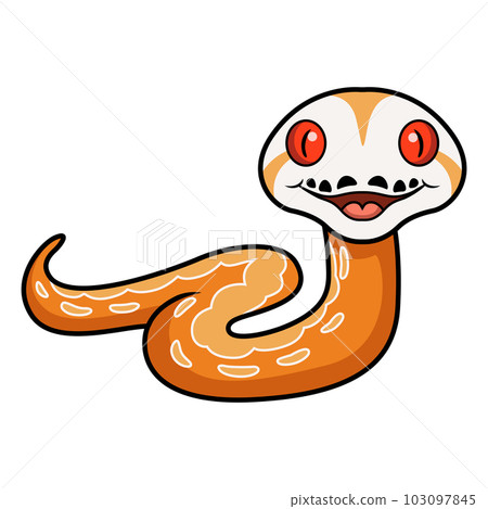 Cute albino sunfire tiger het genetic stripe reticulated python Cute albino sunfire tiger het genetic stripe reticulated python 103097845