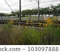 Flowers along the track 103097888