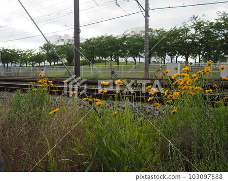 Flowers along the track 103097888