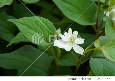 八重草的白花 八重草的白花 103098668