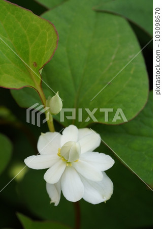 八重草的白花 103098670