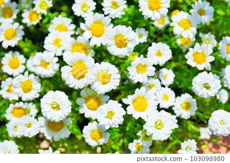A bird's-eye view of the white flowers in full bloom at North Pole A bird's-eye view of the white flowers in full bloom at North Pole 103098980