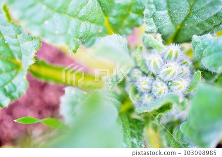 Green buds and leaves covered with white hairs of herbal white borage flowers Green buds and leaves covered with white hairs of herbal white borage flowers 103098985