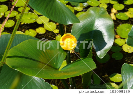 Yellow flower of Kouone 103099189