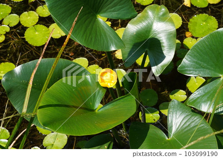 Kouone黃色花 103099190