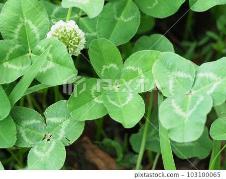 我找到了四葉草 我找到了四葉草 103100065