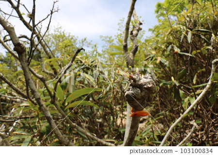 2023 年 5 月在福島縣的 Adatara 山 103100834