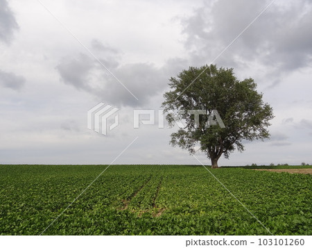 富良野的大樹和草地 富良野的大樹和草地 103101260