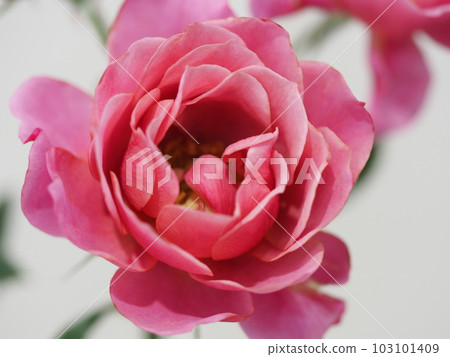 Lilac-colored rose Aoi ⑪ Lilac-colored rose Aoi ⑪ 103101409