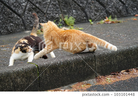 Sakura cat family who have been together for many years Sakura cat family who have been together for many years 103101448