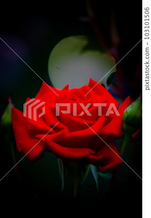 Roses red 103101506