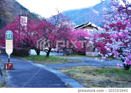 Achi Village, Nagano Prefecture Sonohara stop of the Chuo Highway Bus and Hanamomo in full bloom 103101643