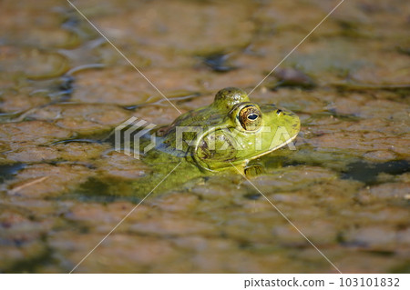 A big and timid bullfrog 103101832