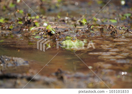 A big and timid bullfrog 103101833