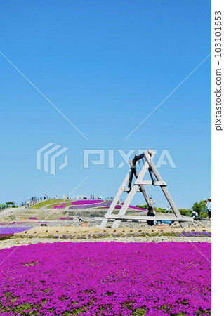 Moss phlox festival with splendid scenery of Chausuyama plateau Moss phlox festival with splendid scenery of Chausuyama plateau 103101853