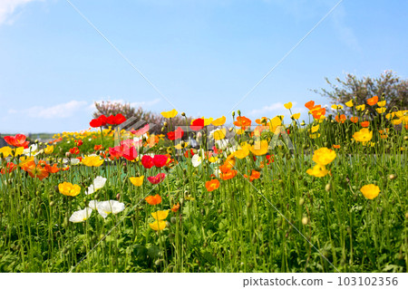 poppy field 103102356