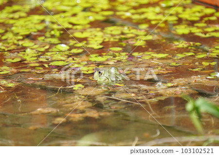 A bullfrog with a huge body but timid and unapproachable 103102521