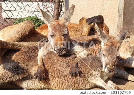 [Yamaguchi Prefecture] Kangaroo Field at Akiyoshidai Safari Land 103102709