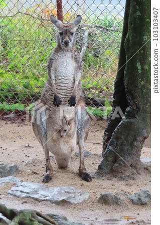 [Yamaguchi Prefecture] Kangaroo Field at Akiyoshidai Safari Land 103103407