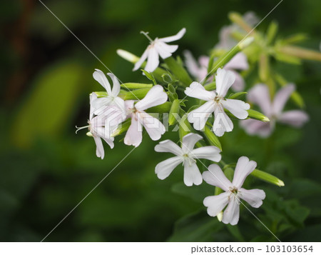 Herb soapwort flower Herb soapwort flower 103103654