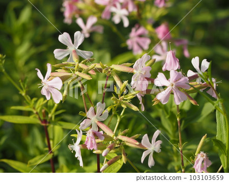 香草肥皂草花 103103659