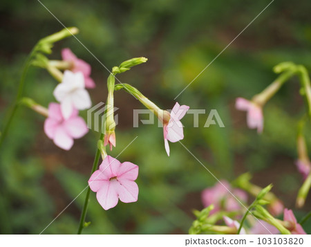 Pink flower Nicotiana Pink flower Nicotiana 103103820