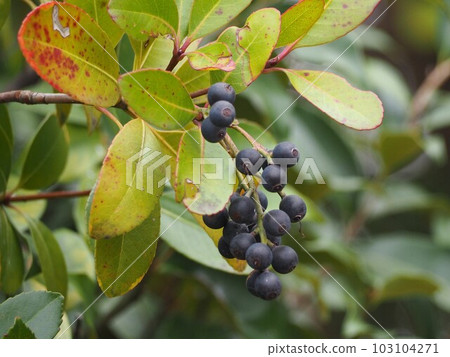 Marubasha Rinbai Fruit 103104271