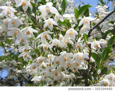 Flower of echinacea blooming downward Flower of echinacea blooming downward 103104480