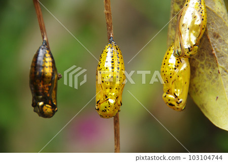 白斑點心金蛹 白斑點心金蛹 103104744