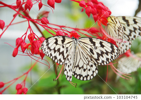 想法 leucoma 蝴蝶吸食 Higiri 花的花蜜 103104745