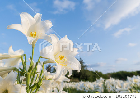 Blue sky and lily flowers (Okinoerabu Island) 103104775