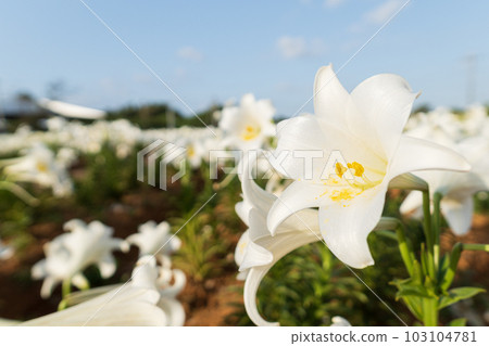 藍天和百合花(衝永良部島) 藍天和百合花(衝永良部島) 103104781