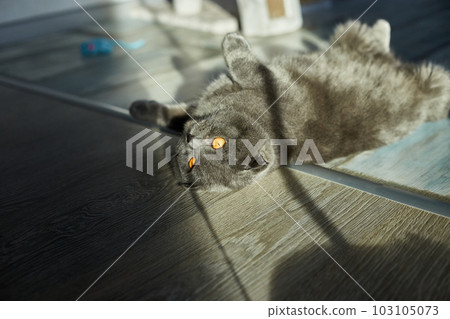 A fat gray Scottish tabby cat lies on the floor A fat gray Scottish tabby cat lies on the floor 103105073